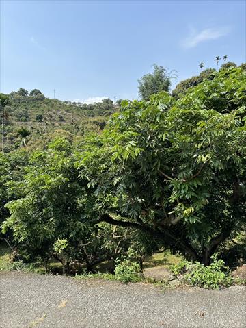 生產者圖片