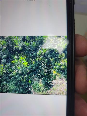 生產者圖片