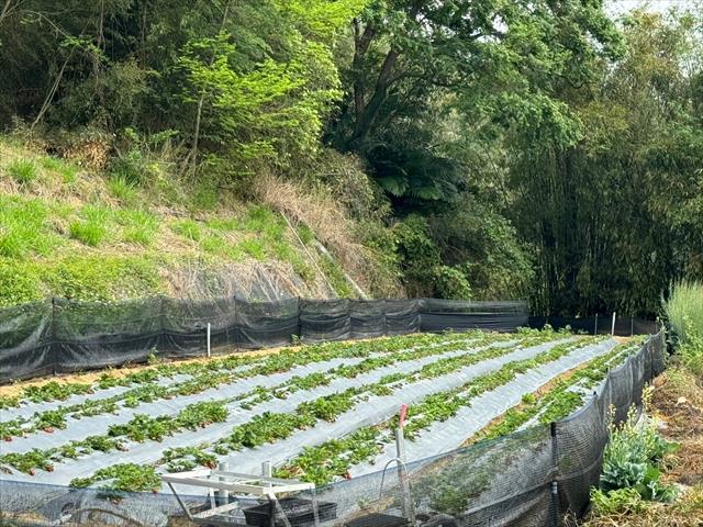 生產者圖片