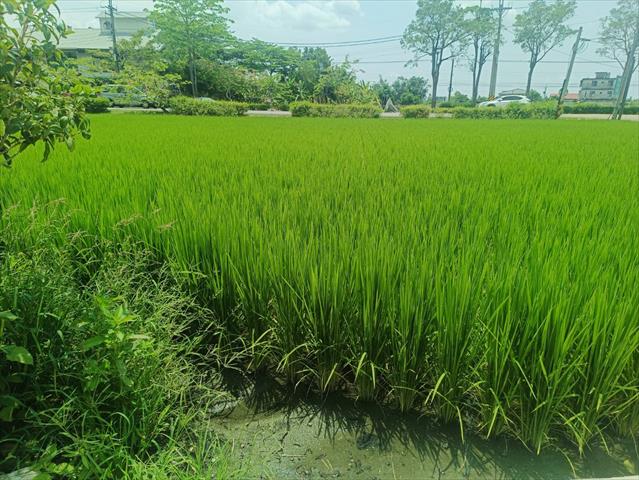 生產者圖片