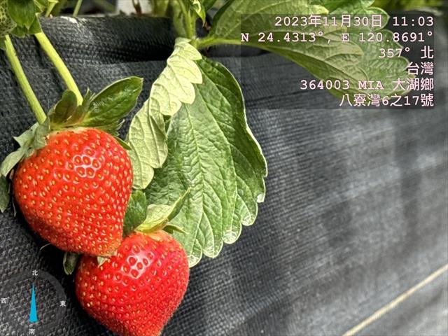 生產者圖片