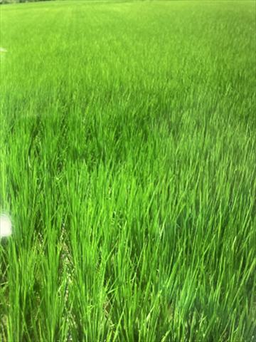 生產者圖片