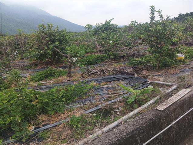 生產者圖片