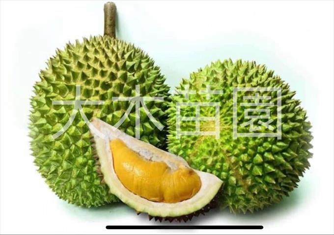 生產者圖片