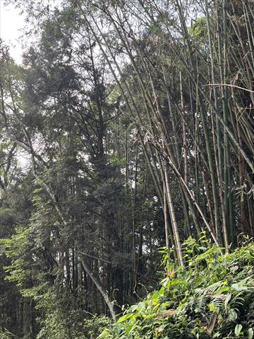 生產者圖片