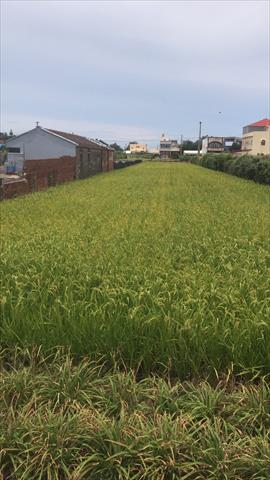 生產者圖片