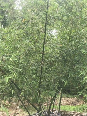 生產者圖片