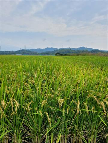 生產者圖片