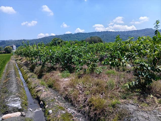 生產者圖片