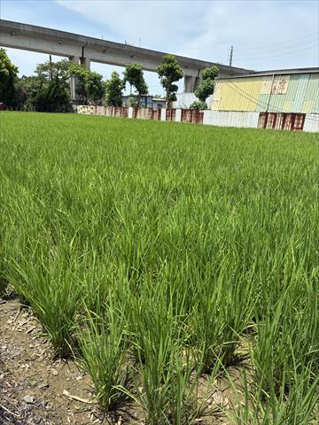 生產者圖片