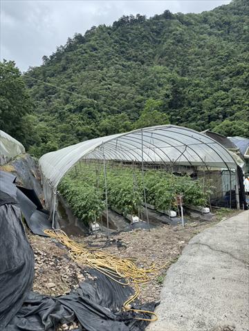 生產者圖片