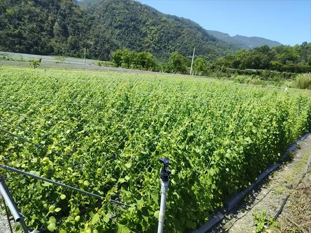 生產者圖片