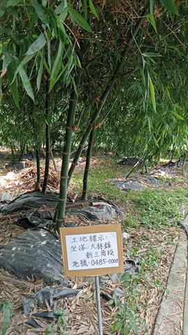 生產者圖片