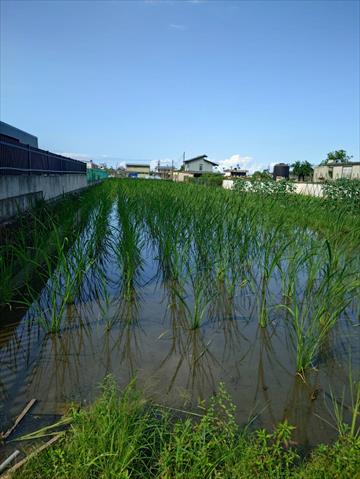 生產者圖片