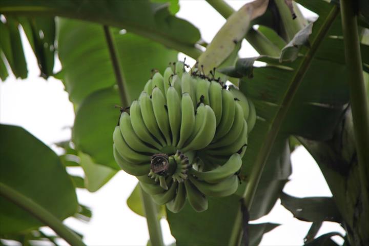 生產者圖片