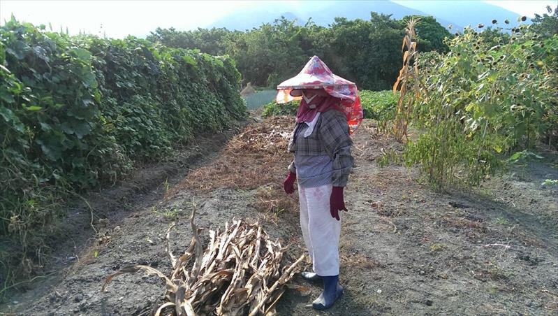 生產者圖片
