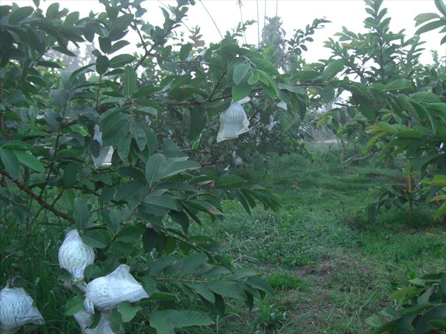 生產者圖片