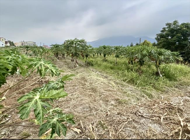 生產者圖片