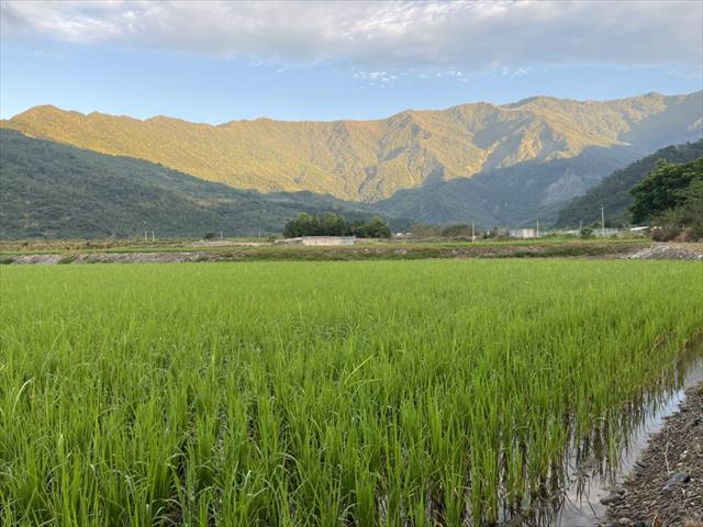 生產者圖片
