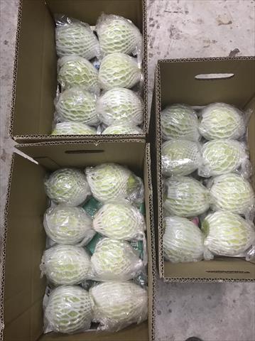 生產者圖片