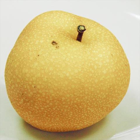 生產者圖片
