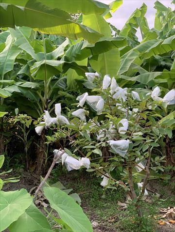 生產者圖片