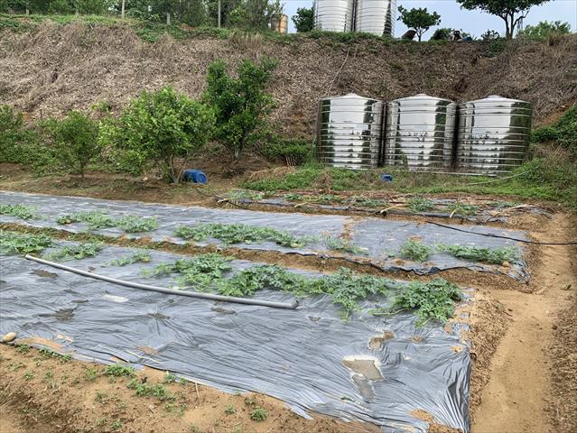 生產者圖片