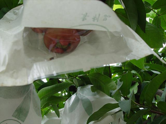 生產者圖片