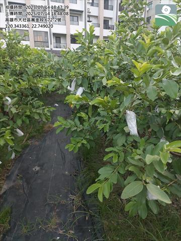 生產者圖片