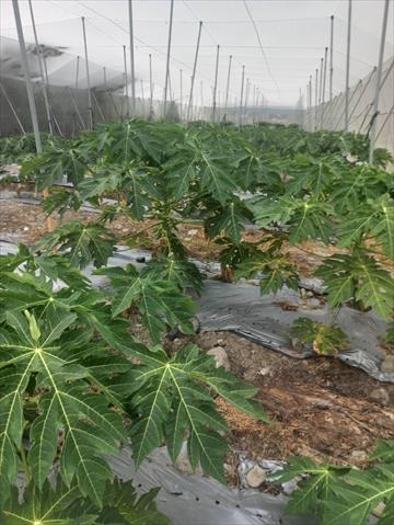 生產者圖片