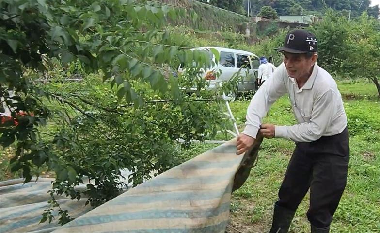 生產者圖片