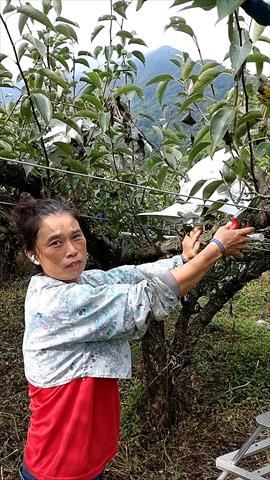 生產者圖片