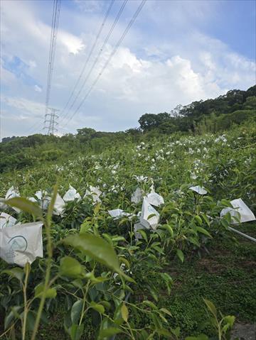生產者圖片