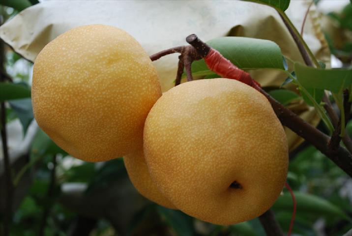 生產者圖片