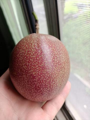 生產者圖片