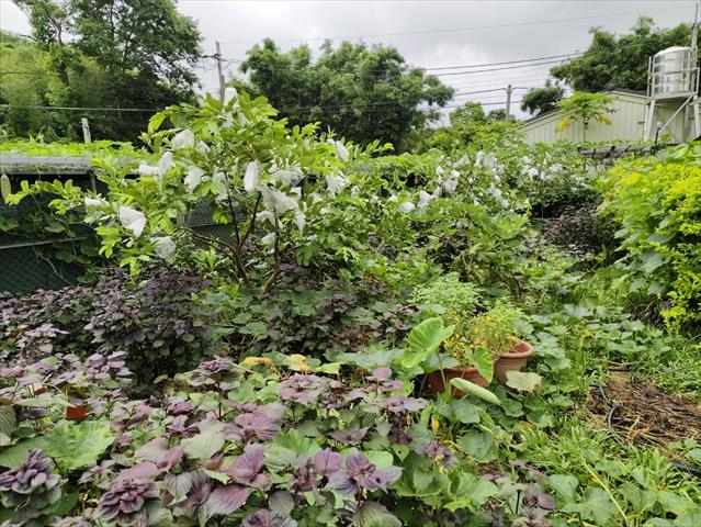 生產者圖片