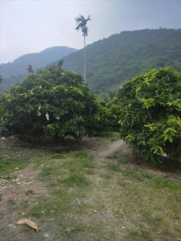 生產者圖片