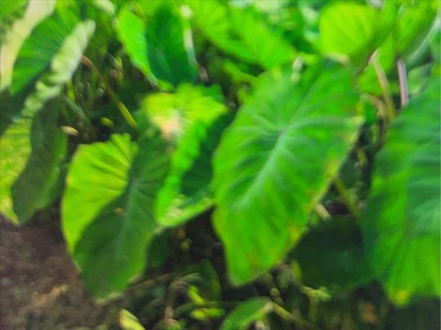 生產者圖片