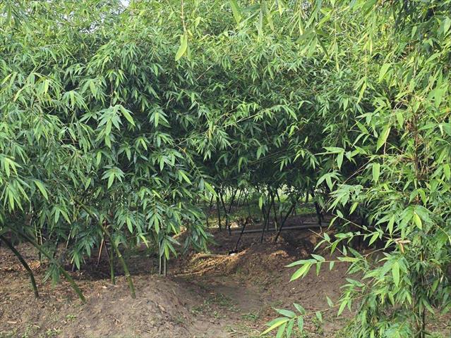 生產者圖片