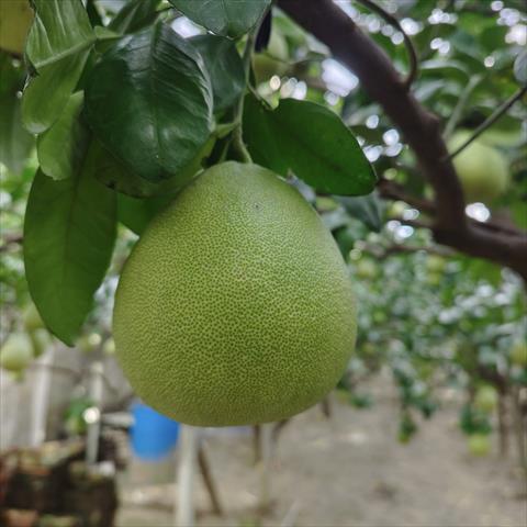 生產者圖片