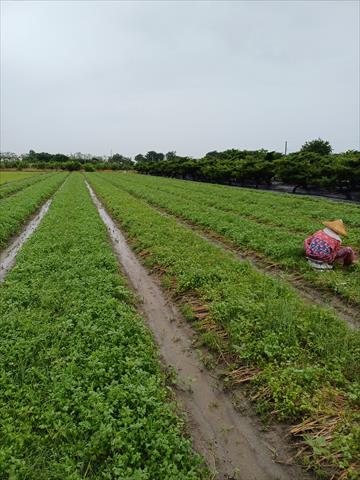 生產者圖片