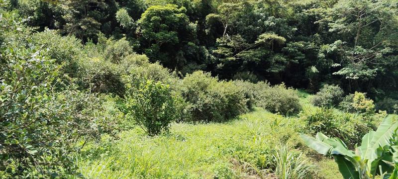 生產者圖片