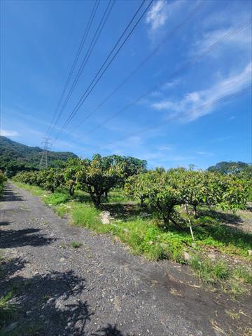 生產者圖片