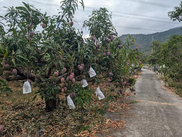 生產者圖片