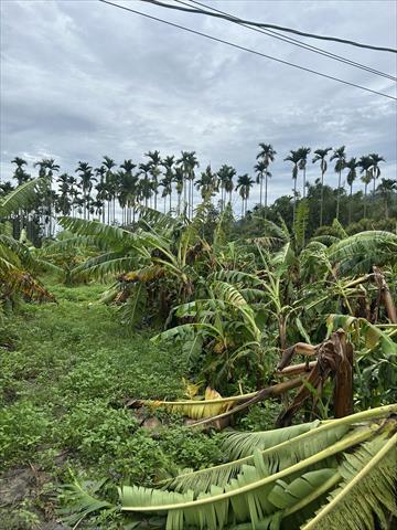 生產者圖片