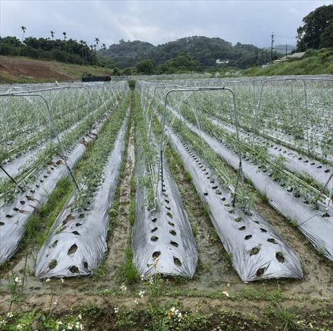 生產者圖片