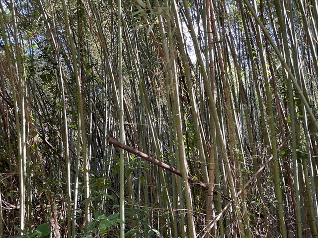 生產者圖片