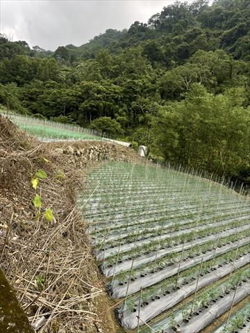 生產者圖片
