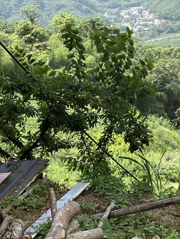 生產者圖片