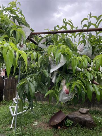 生產者圖片